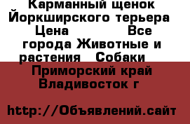 Карманный щенок Йоркширского терьера › Цена ­ 30 000 - Все города Животные и растения » Собаки   . Приморский край,Владивосток г.